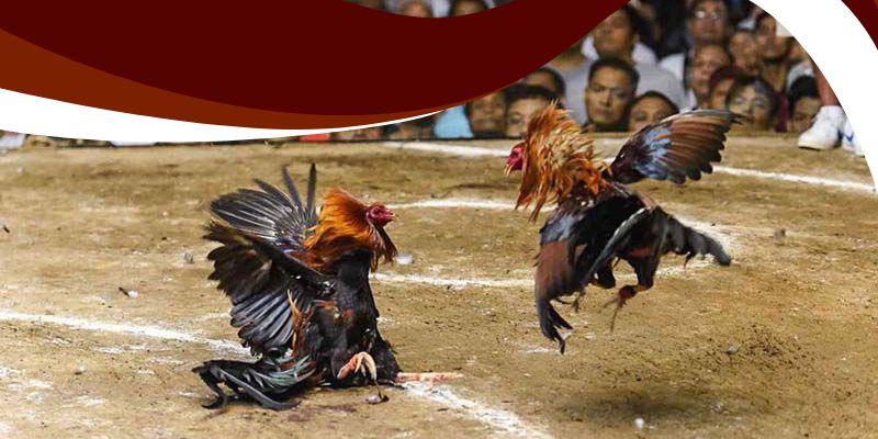Đá Gà Ăn 8 Bon68 – Cược Đá Gà Với Tỷ Lệ Cực Hấp Dẫn 2 Đá gà ăn 8 tại Bon68 với tỷ lệ cược hấp dẫn cho bet thủ