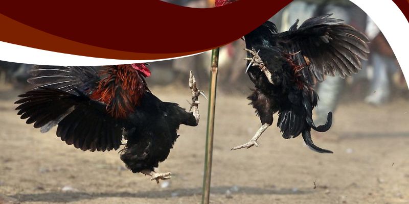 Đá Gà Ăn 8 Bon68 – Cược Đá Gà Với Tỷ Lệ Cực Hấp Dẫn 3 Bí quyết chọn chiến kê giúp tối ưu lợi nhuận khi cược