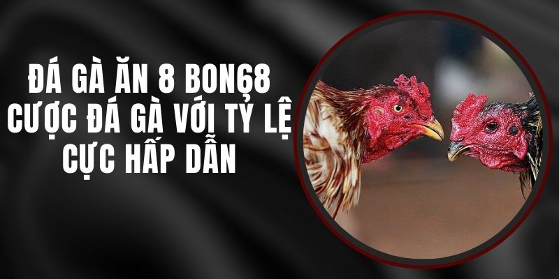 Đá Gà Ăn 8 Bon68 – Cược Đá Gà Với Tỷ Lệ Cực Hấp Dẫn