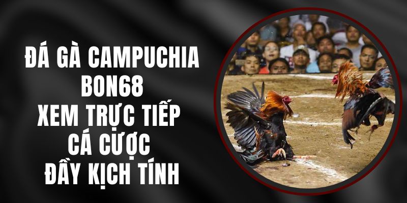 Đá Gà Campuchia Bon68 - Xem Trực Tiếp Cá Cược Đầy Kịch Tính