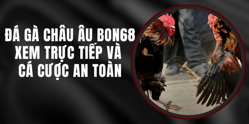 Đá Gà Châu Âu Bon68 - Xem Trực Tiếp Và Cá Cược An Toàn