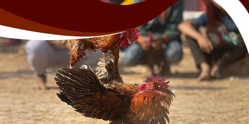 Đá Gà Đòn Trực Tiếp Bon68 – Theo Dõi Các Trận Đấu Đỉnh Cao 2 Đá gà đòn trực tiếp Bon68 mang đến những trận đấu mãn nhãn
