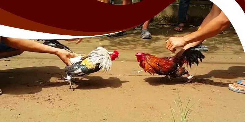 Đá Gà Đòn Trực Tiếp Bon68 – Theo Dõi Các Trận Đấu Đỉnh Cao 3 Các trường đấu đá gà nổi bật và thông tin về chiến kê