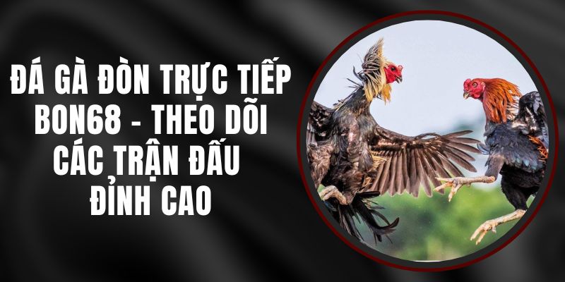 Đá Gà Đòn Trực Tiếp Bon68 – Theo Dõi Các Trận Đấu Đỉnh Cao