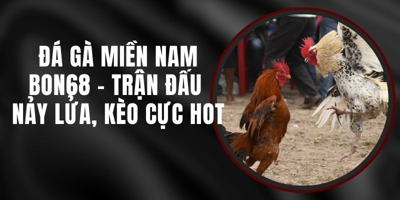 Đá Gà Miền Nam Bon68 - Trận Đấu Nảy Lửa, Kèo Cực Hot