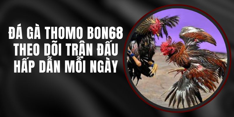 Đá Gà Thomo Bon68 - Theo Dõi Trận Đấu Hấp Dẫn Mỗi Ngày