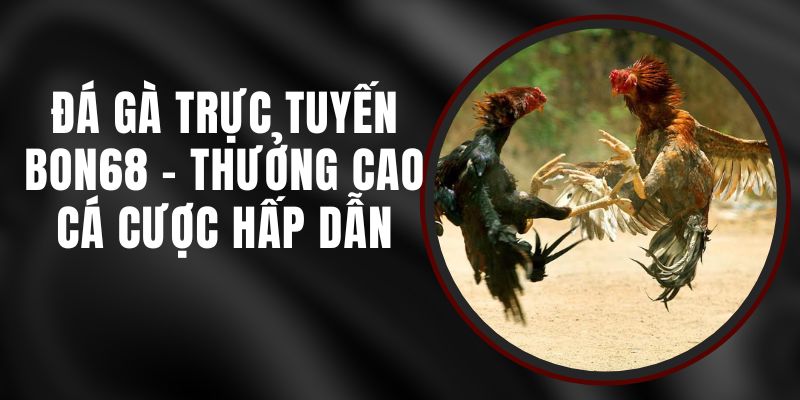 Đá Gà Trực Tuyến Bon68 - Thưởng Cao, Cá Cược Hấp Dẫn